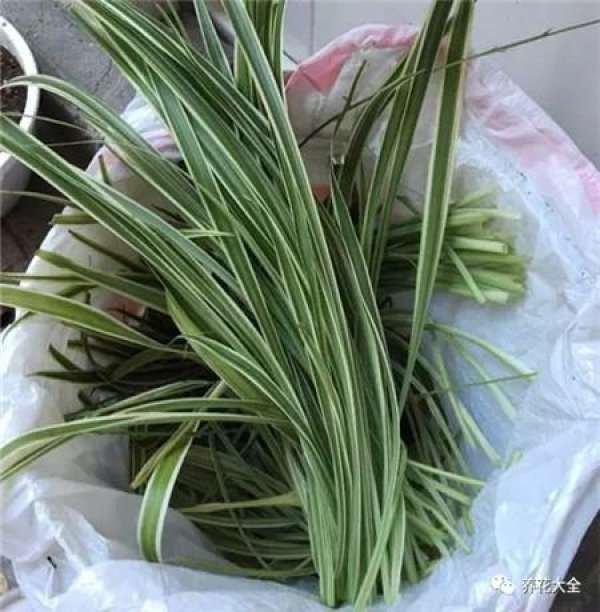 Leaf tips yellowing, pruning yellow leaves