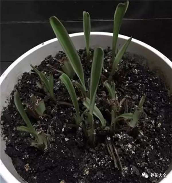Leaf tips yellowing, pruning yellow leaves