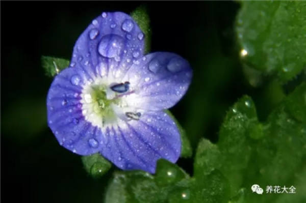Veronica arabica