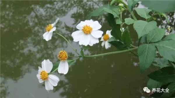 Veronica arabica