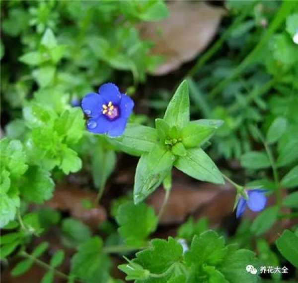 Veronica arabica