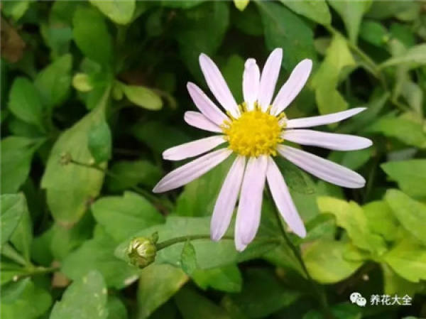 Veronica arabica