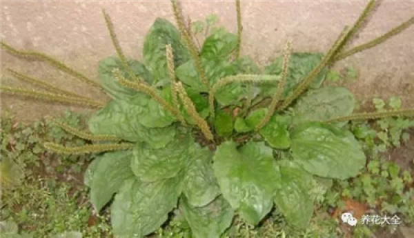 Veronica arabica