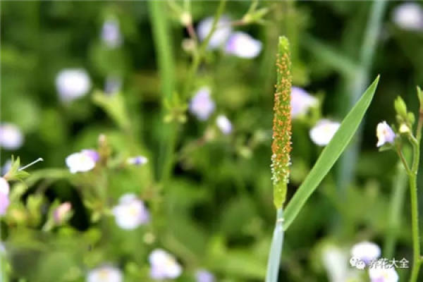 Veronica arabica