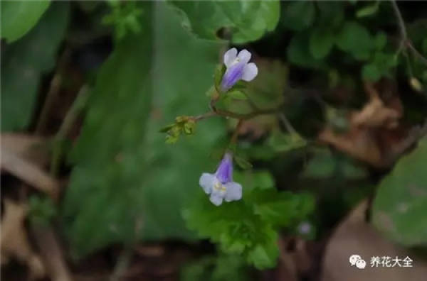 Veronica arabica