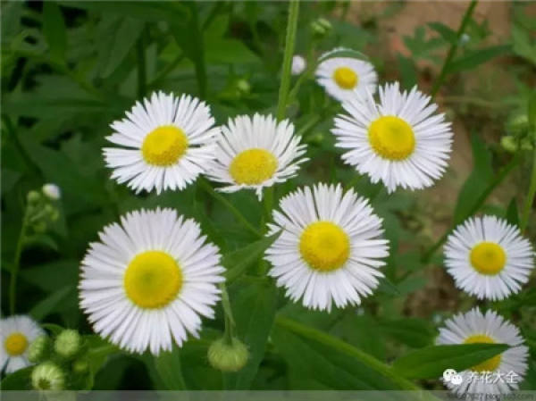 Veronica arabica
