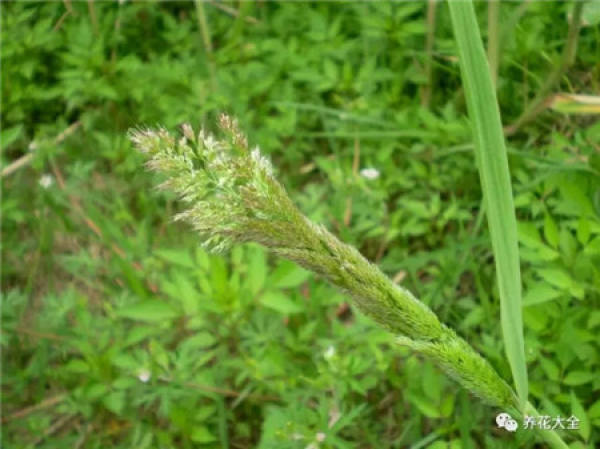 Veronica arabica