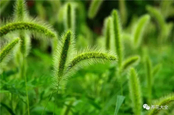Setaria viridis