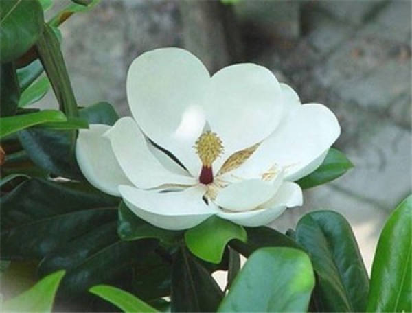 Impatiens camellia