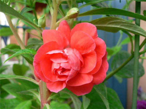 Impatiens camellia