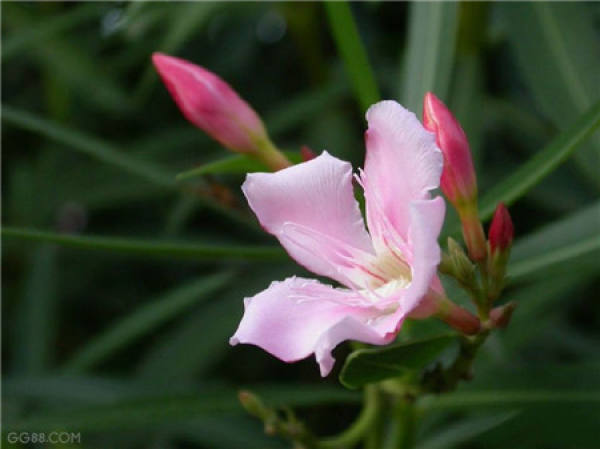 Nerium indicum