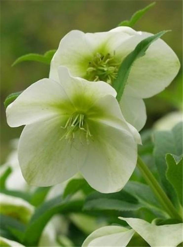 Porcelain Rose