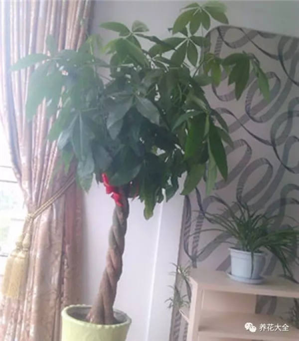 The Fortune Tree Before Pruning