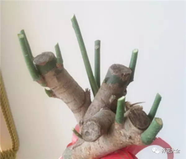 The Fortune Tree Before Pruning