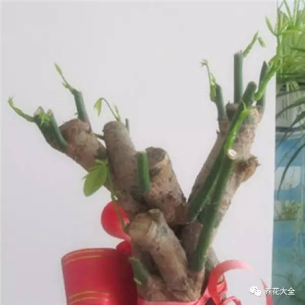 The Fortune Tree Before Pruning