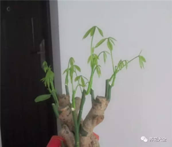 The Fortune Tree Before Pruning
