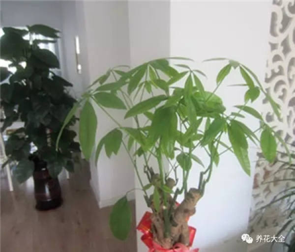 wealth tree before pruning