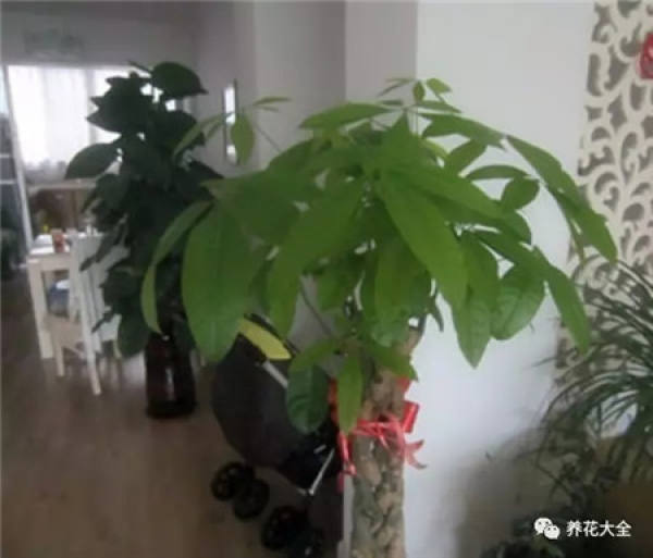 The tree of fortune is flourishing.