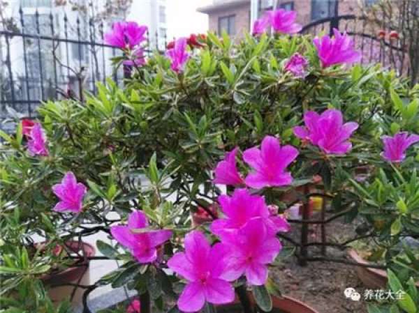 Add some vinegar to the water.