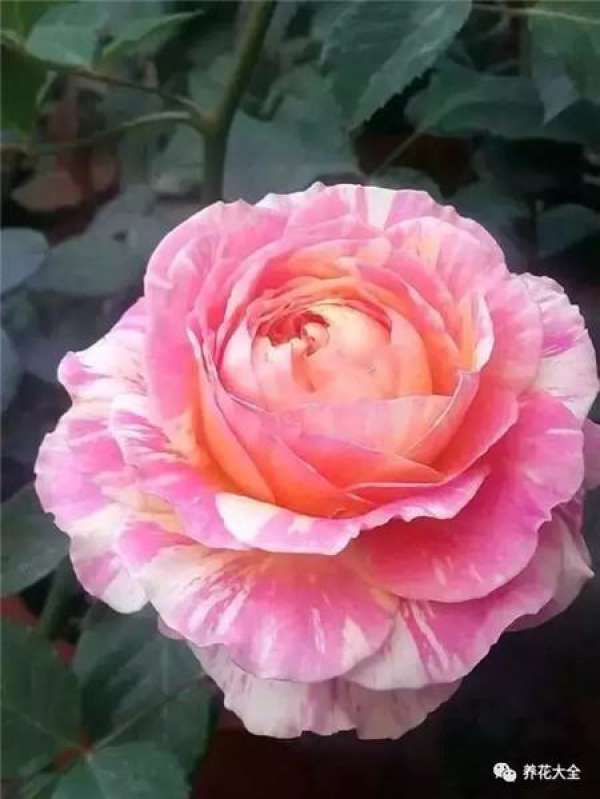 Add some vinegar to the water.