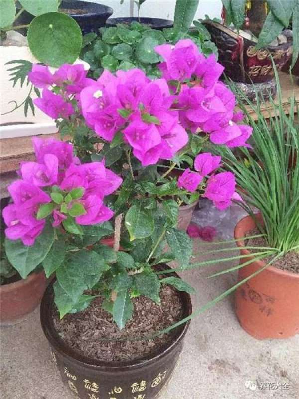 Add some vinegar to the water.