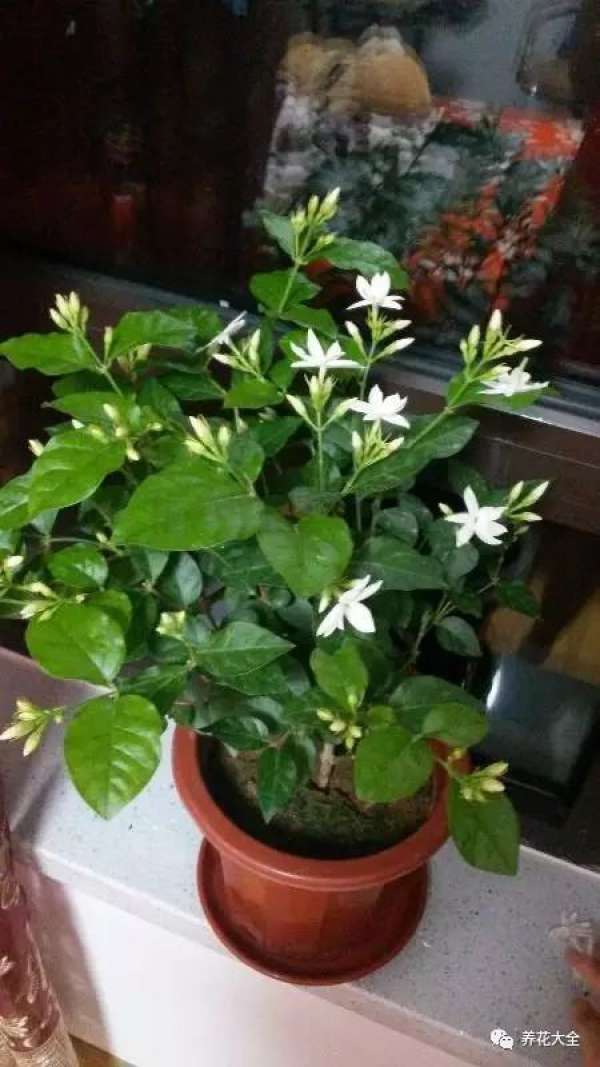 Add some vinegar to the water.