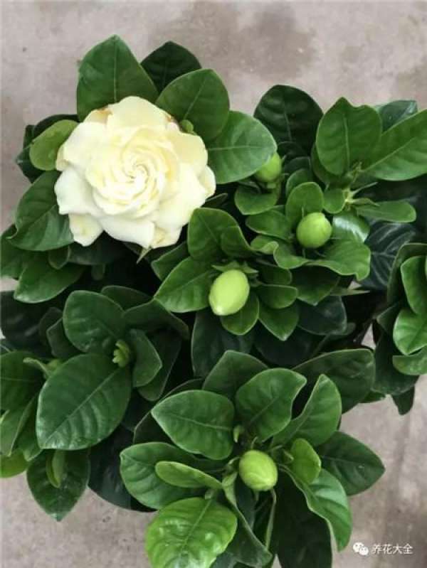 Add some vinegar to the water.