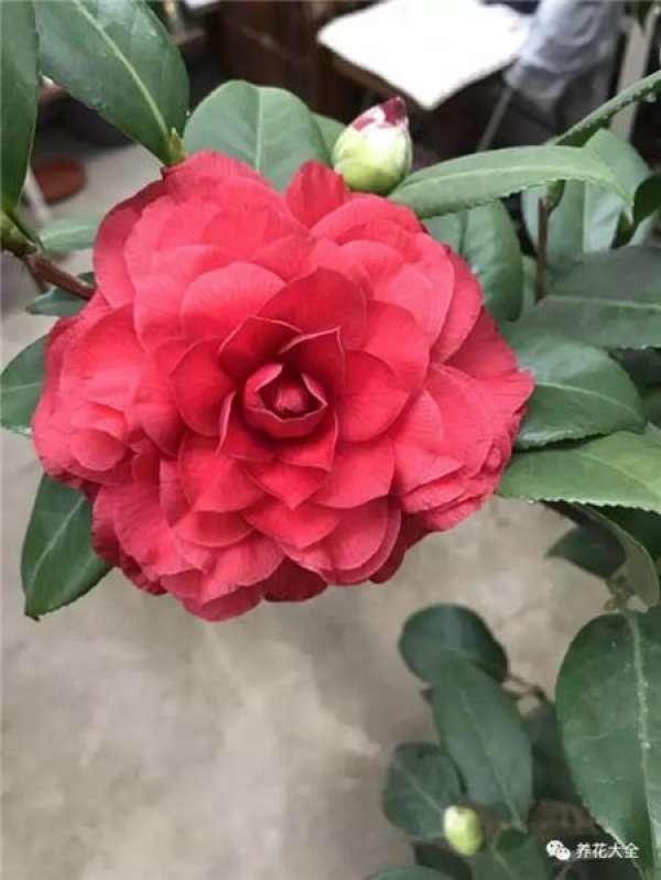 Add some vinegar to the water.