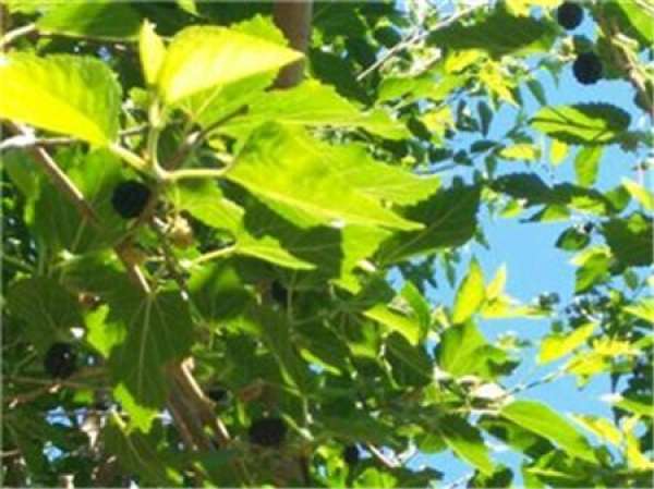 Mulberry