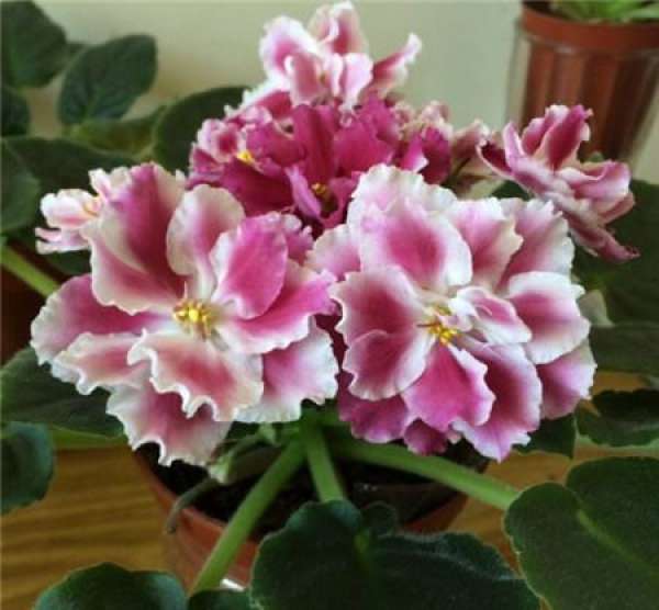 When does the African violet bloom?
