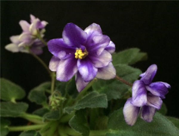 When does the African violet bloom?