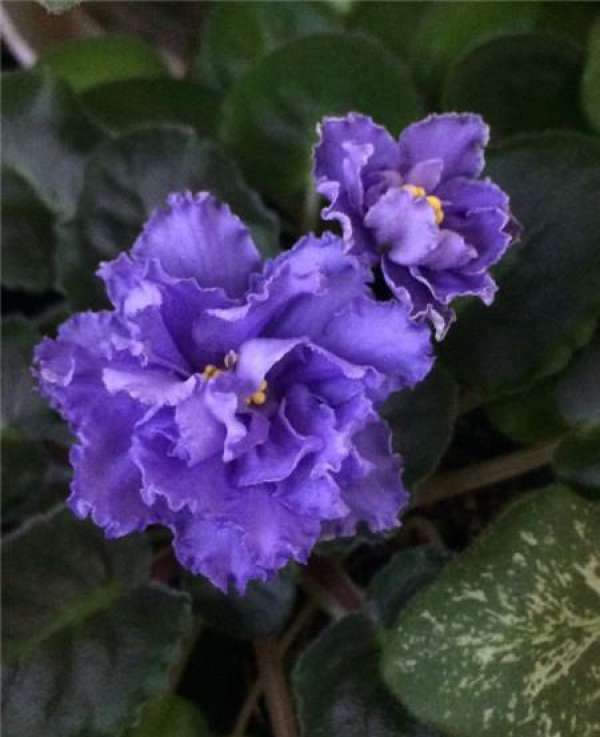 The Flower Language of African Viola