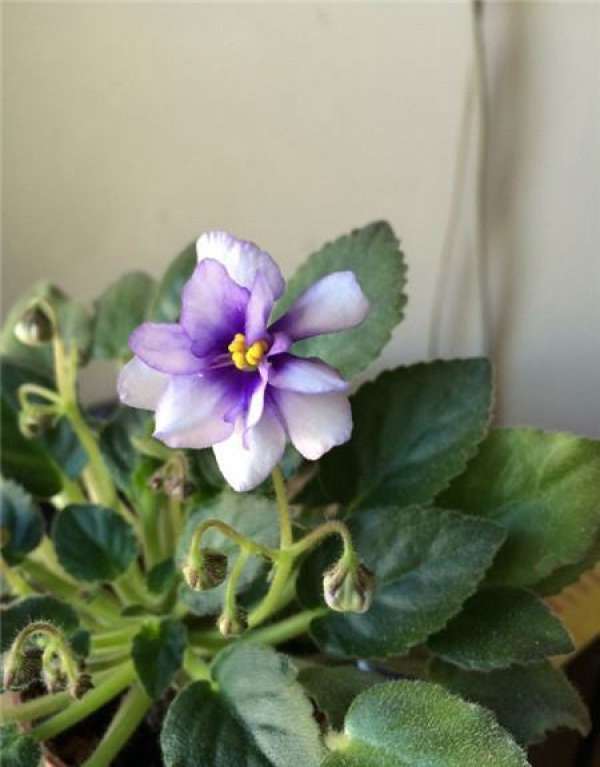 How to raise African violets to bloom more?