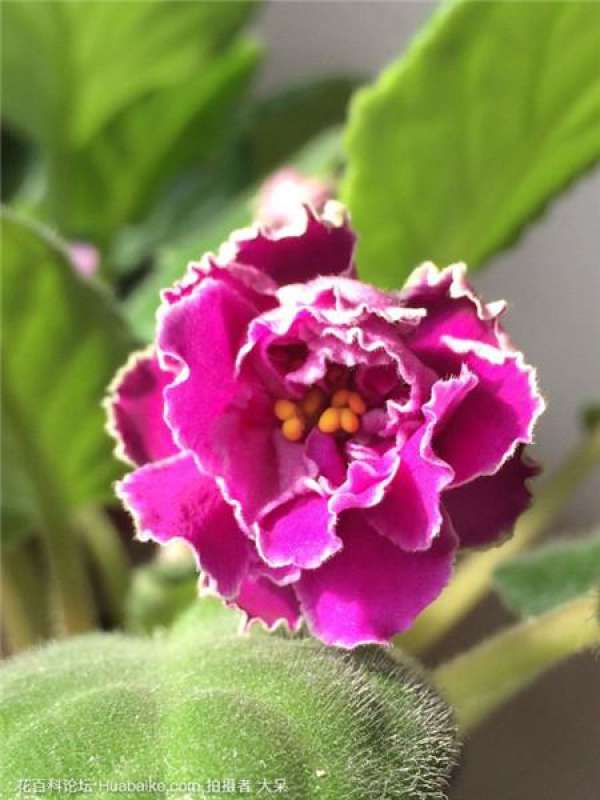 How to prolong the florescence of Corydalis africana The Plant Aide