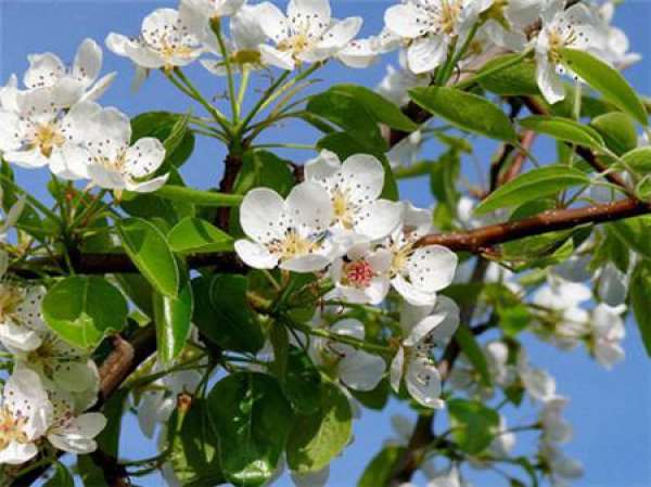 flowering period of pear tree