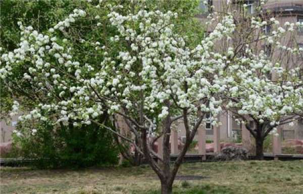 Flowering period of pear