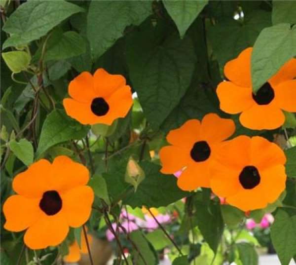 Why should black-eyed Susan be careful in winter?