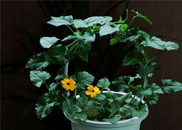 The method of overwintering black-eyed Susan