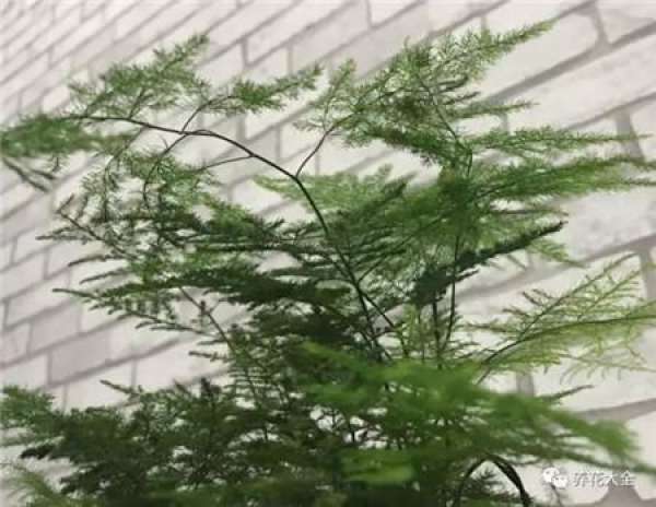 Green dill