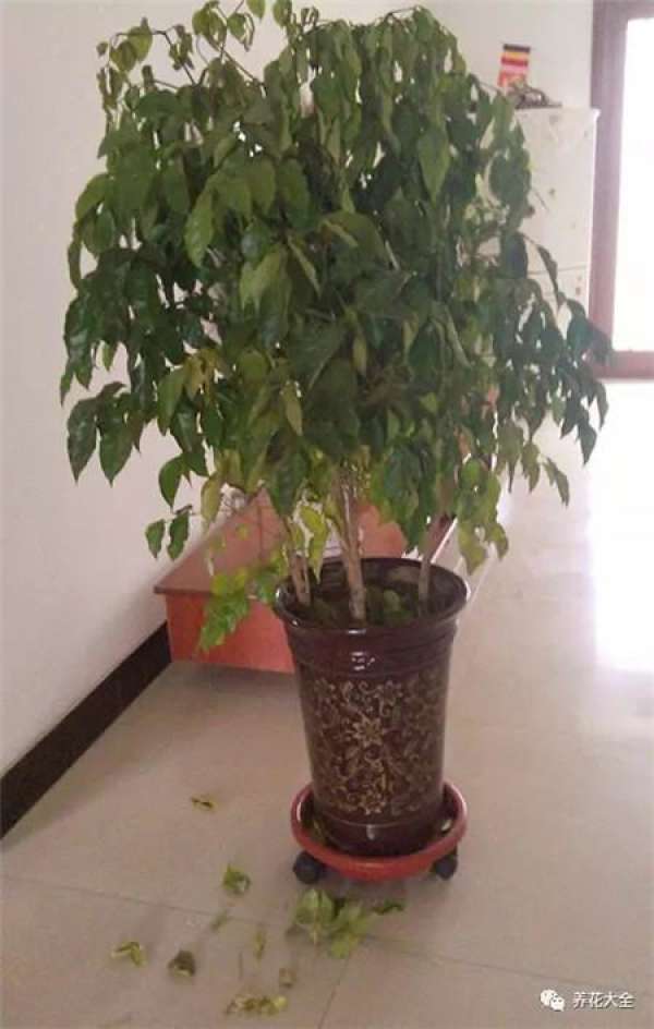 The tree of happiness sheds its leaves