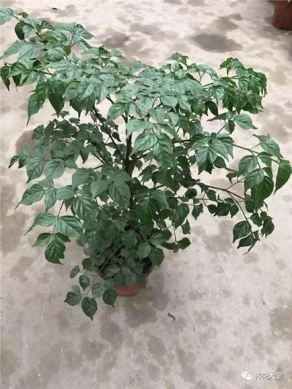 The tree of happiness sheds its leaves