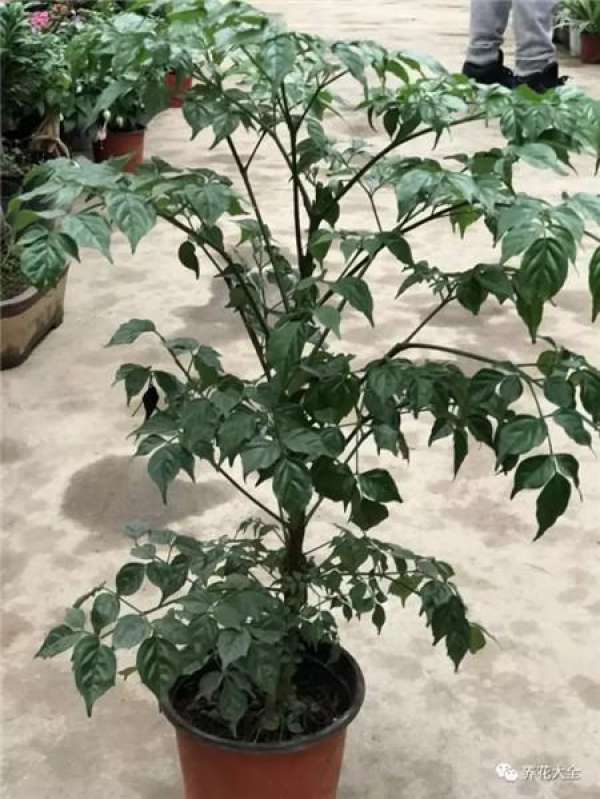 The tree of happiness sheds its leaves