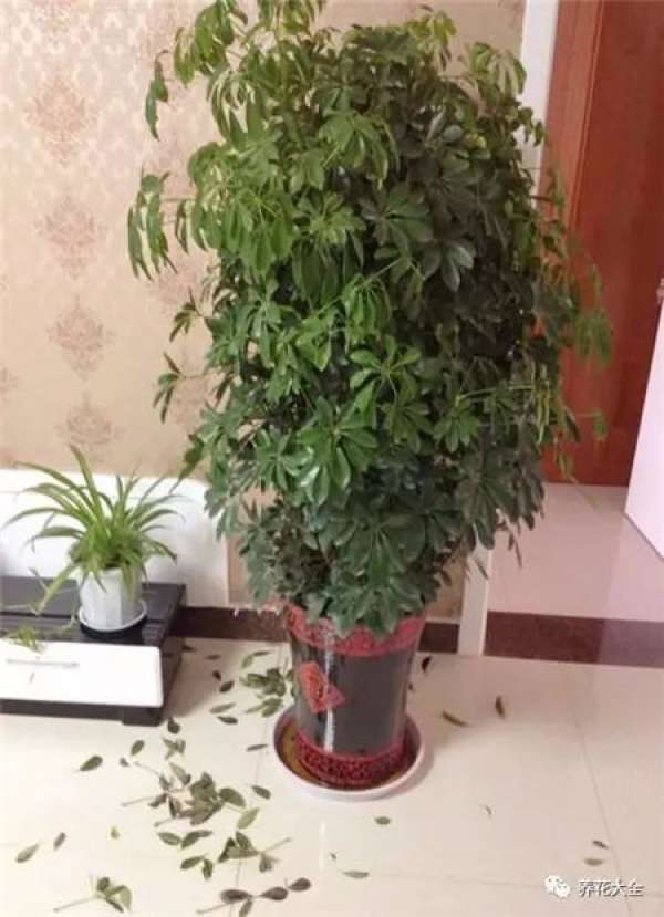 The tree of happiness sheds its leaves