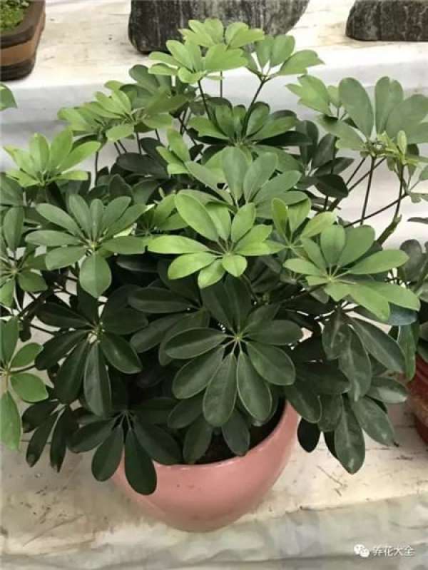 The tree of happiness sheds its leaves