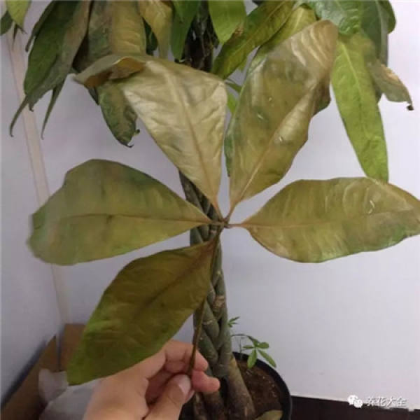 The tree of happiness sheds its leaves