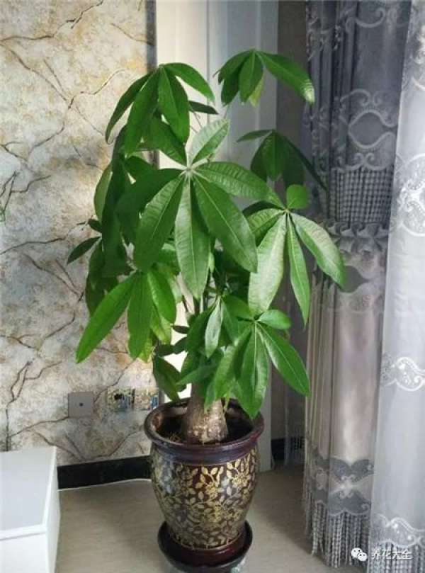 The tree of happiness sheds its leaves
