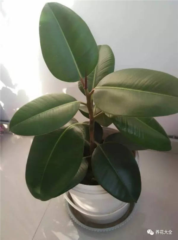 The tree of happiness sheds its leaves