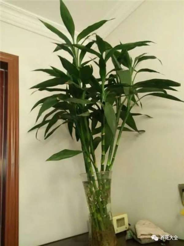 The rich and noble bamboo leaves fall off.