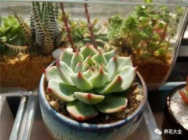 Mild Root Rot
