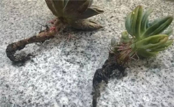 Mild Root Rot